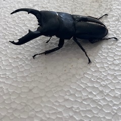 説明必読‼️ミンダナオヒラタクワガタ(♂羽パカ)@ペアの画像