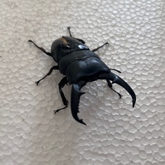 説明必読‼️ミンダナオヒラタクワガタ(♂羽パカ)@ペアの画像