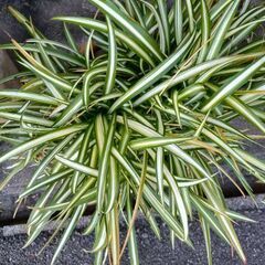 オリヅルランの画像