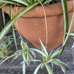 オリヅルランの画像