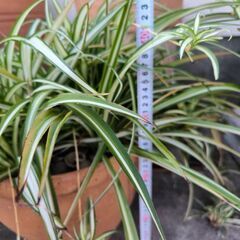 オリヅルランの画像