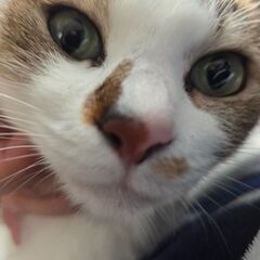 可愛いキジシロ猫