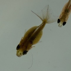 ピンポンパール 金魚10匹単位売り　の画像