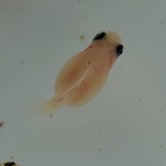 ピンポンパール 金魚10匹単位売り　の画像