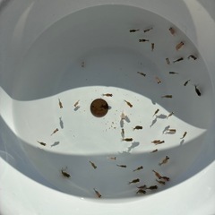 ピンポンパール 金魚10匹単位売り　