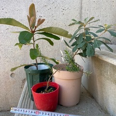 ［041］特価！バンクシア3点セット オージープランツお試しセットの画像