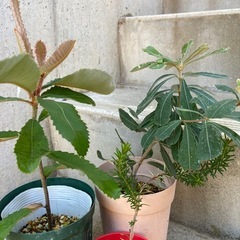 ［041］特価！バンクシア3点セット オージープランツお試しセットの画像