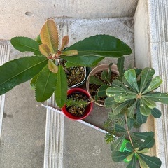 ［041］特価！バンクシア3点セット オージープランツお試しセットの画像