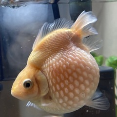 ピンポンパール 金魚10匹単位売り　の画像