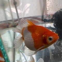 ピンポンパール 金魚10匹単位売り　の画像