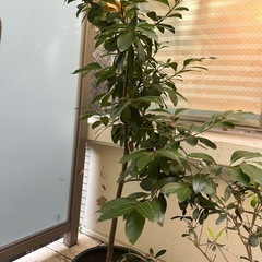 ローリエ　月桂樹の画像