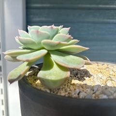 多肉植物：七福神（抜き苗）の画像