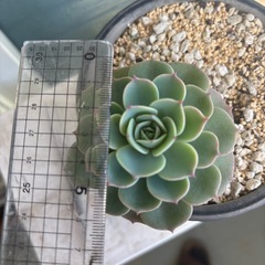 多肉植物：七福神（抜き苗）の画像