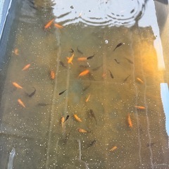金魚 年内タダで差し上げますの画像