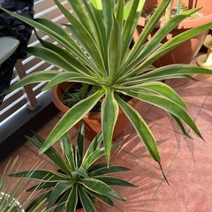 観葉植物の画像