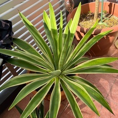 観葉植物の画像