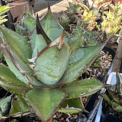 アガベまとめ売りの画像