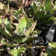 アガベまとめ売りの画像