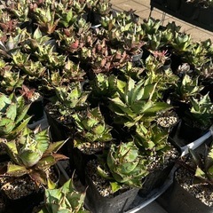 アガベまとめ売りの画像