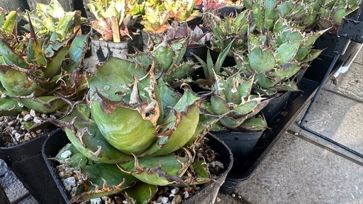 アガベまとめ売り