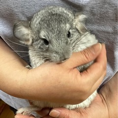 最終価格にて販売中