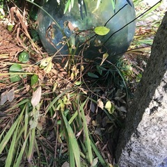 竿と浮、ガラス玉。の画像