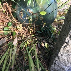 竿と浮、ガラス玉。の画像