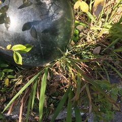 竿と浮、ガラス玉。の画像