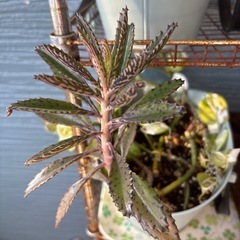 多肉植物：不死鳥（赤ちゃん苗）の画像