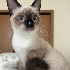 ポインテッドシャムの女の子♡子猫しかいない里親会参加です！