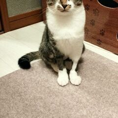 6月生まれキジネコ女の子、里親様募集