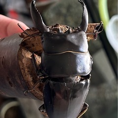 アルキデスヒラタクワガタ♂86㍉長歯型同腹ペアWF1の画像