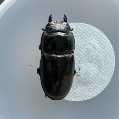 アルキデスヒラタクワガタ♂86㍉長歯型同腹ペアWF1の画像