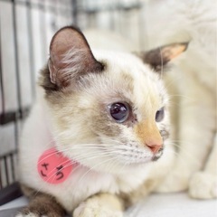 かなり希少なシャムミックスミケちゃん♡里親会参加です