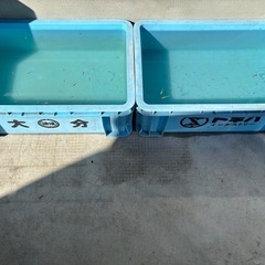 紅白ヒレ長メダカ(幼魚〜成魚)の画像