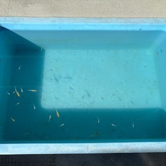 紅白ヒレ長メダカ(幼魚〜成魚)の画像