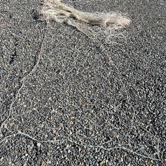 海苔網　畑　園芸　動物避けにの画像