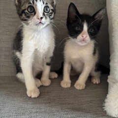 ミルクから育てたきょうだい♡子猫しかいない里親会参加します！