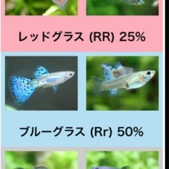【稚魚】ブルーグラス•レッドグラスグッピーの画像