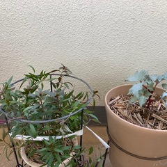 希少種2鉢　クリスマスローズ、金魚草ブロンズドラゴンの画像