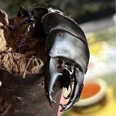 アルキデスヒラタクワガタ♂77㍉同腹ペアWF1の画像