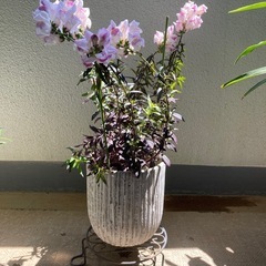 希少種2鉢　クリスマスローズ、金魚草ブロンズドラゴンの画像