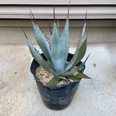 アガベ　の画像