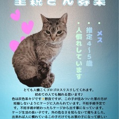 グレーのキジ♡メス