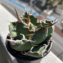 アガベ白鯨の画像