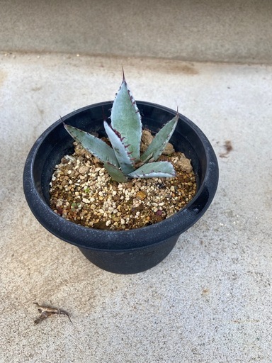 アガベ (AK) 森林公園のその他の中古あげます・譲ります｜ジモティーで