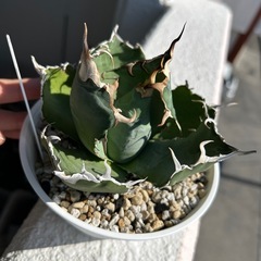 アガベ　白鯨の画像