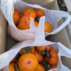 柿　採りたて無農薬の画像