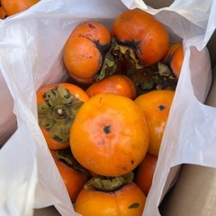 柿　採りたて無農薬の画像