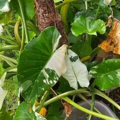 激レアコロカシア • 球根 • 観葉植物 • 白斑 斑入りの画像